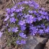 Violet Pinwheels Phlox 1 Violet Pinwheels Phlox -Garden Plant Store phlox violet pinwheels 1
