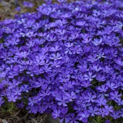 Violet Pinwheels Phlox 7 Violet Pinwheels Phlox -Garden Plant Store phlox violet pinwheels 3