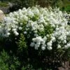David Garden Phlox -Garden Plant Store phlox david 1 1 7
