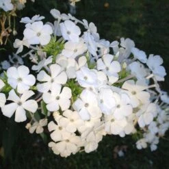 David Garden Phlox -Garden Plant Store phlox david 1 2