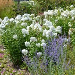 David Garden Phlox -Garden Plant Store phlox david and perovskia 2 1 1