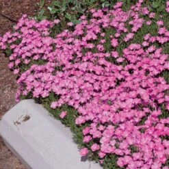 Perfect Pink Santa Fe Phlox -Garden Plant Store phlox nana perfect pink 77114 2 web 1