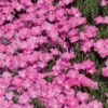 Perfect Pink Santa Fe Phlox 2 Perfect Pink Santa Fe Phlox -Garden Plant Store phlox nana perfect pink 77114 web 1 1