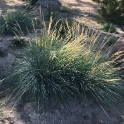 Mini Oat Grass (Poa) -Garden Plant Store poa secunda var juncifolia garden growing