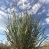 Mini Oat Grass (Poa) -Garden Plant Store poa secunda var juncifolia sky