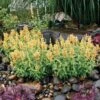 Poquito™ Butter Yellow Agastache -Garden Plant Store poquito butter yellow agastache 1