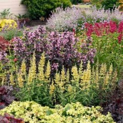 Garden Plant Store -Garden Plant Store poquito butter yellow agastache 2