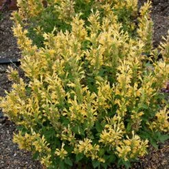 Poquito™ Butter Yellow Agastache -Garden Plant Store poquito butter yellow agastache 3
