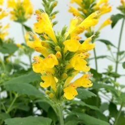 Poquito™ Butter Yellow Agastache -Garden Plant Store poquito butter yellow agastache 4