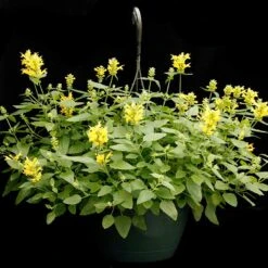 Poquito™ Butter Yellow Agastache -Garden Plant Store poquito butter yellow agastache 5