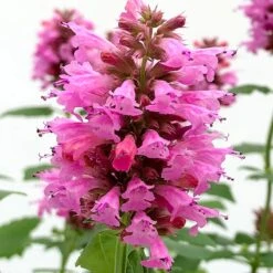 Poquito™ Lavender Agastache -Garden Plant Store poquito lavender agastache close up