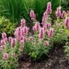 Poquito™ Lavender Agastache -Garden Plant Store poquito lavender agastache garden