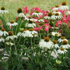 PowWow® White Echinacea 8 PowWow® White Echinacea -Garden Plant Store pow wow white echinacea