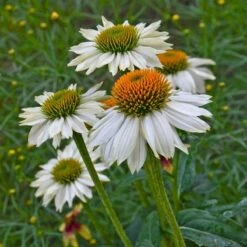 PowWow® White Echinacea 7 PowWow® White Echinacea -Garden Plant Store powwow white echinacea walters garden 1