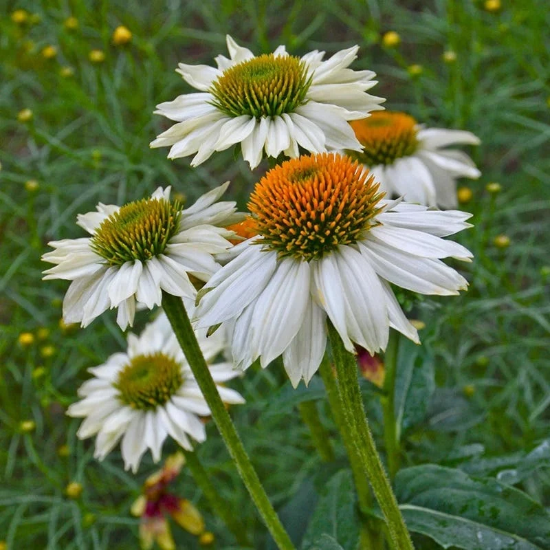PowWow® White Echinacea 4 PowWow® White Echinacea - Image 2