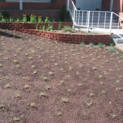 Prestige™ Buffalo Grass Plugs -Garden Plant Store prestige just planted plugs close 1