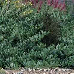Pawnee Buttes® Sand Cherry (Prunus) -Garden Plant Store prunus besseyi pawnee buttes4 1
