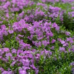 Purple Beauty Creeping Phlox -Garden Plant Store purple beauty creeping phlox groundcover 3