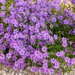 Purple Beauty Creeping Phlox -Garden Plant Store purple beauty creeping phlox rock garden