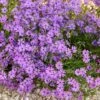 Purple Beauty Creeping Phlox -Garden Plant Store purple beauty creeping phlox rock garden 1