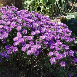 Purple Dome New England Aster -Garden Plant Store purple dome ne aster 3