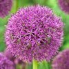 Purple Suze Allium -Garden Plant Store purple suze allium fall flower bulb