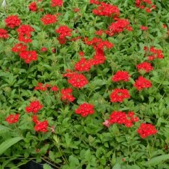 Red Devil Perennial Verbena -Garden Plant Store red devils perennials verbena 2
