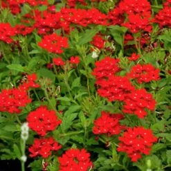 Red Devil Perennial Verbena -Garden Plant Store red devils perennials verbena