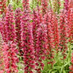 Red Feathers (Echium) -Garden Plant Store red feathers 2