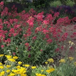 Red Valerian (Centranthus) -Garden Plant Store red valerian 1