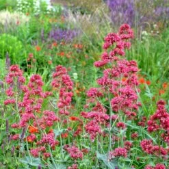 Red Valerian (Centranthus) -Garden Plant Store red valerian