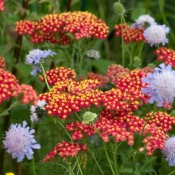 Red Velvet Yarrow -Garden Plant Store red velvet yarrow close up