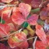 Gro-Low Sumac (Rhus) -Garden Plant Store rhus aromatica gro low