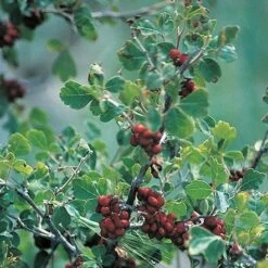 Three-Leaf Sumac (Rhus) -Garden Plant Store rhus trilobata 1 1