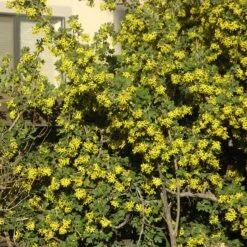 Crandall's Clove Scented Currant (Ribes) -Garden Plant Store ribes odoratum crandali close up of flwr
