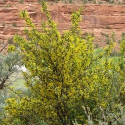Crandall's Clove Scented Currant (Ribes) -Garden Plant Store ribes odoratum crandall mature