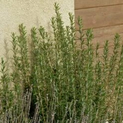 Garden Plant Store -Garden Plant Store rosmarinus officinalis alcalde cold hardy lavandula silver frost web