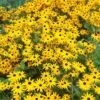 Goldsturm Black Eyed Susan -Garden Plant Store rudbeckia cropped