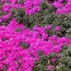 Creeping Shrubby Ice Plant (Ruschia) -Garden Plant Store ruschia pulvinaris 83750 2