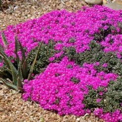 Creeping Shrubby Ice Plant (Ruschia) -Garden Plant Store ruschia pulvinaris 83750