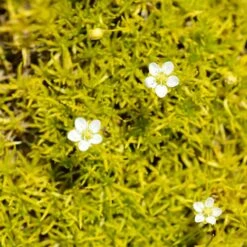Scotch Moss (Sagina)