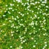Green Irish Moss (Sagina) -Garden Plant Store sagina subulata irish moss 1