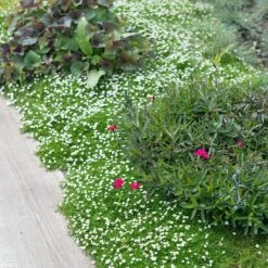 Green Irish Moss (Sagina) -Garden Plant Store sagina subulata irish moss 2