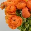 Salmon Ranunculus -Garden Plant Store salmon tecolote ranuncuclus orange 1