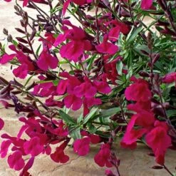 Burgundy Seduction Salvia -Garden Plant Store salvia burgundy seduction1