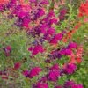 Cold Hardy Rainbow Salvia Collection -Garden Plant Store salvia burgundy seduction 1
