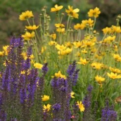 High Country Meadow Native Wildflower Seed Mix -Garden Plant Store salvia coreopsis meadow