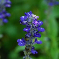 Texas Violet Salvia -Garden Plant Store salvia farinacea texas violet mealy sage