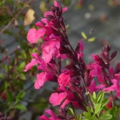 Cold Hardy Rainbow Salvia Collection -Garden Plant Store salvia greggii cold hardy pink
