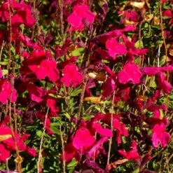 Furman's Red Texas Salvia -Garden Plant Store salvia greggii furmans red close up 1